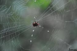 Gasteracantha sp.