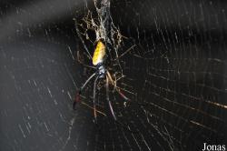 Nephilidae