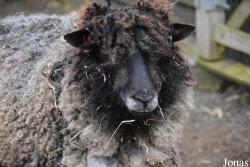 Twycross Zoo