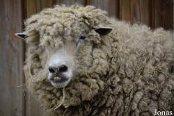 Mouton English Leicester