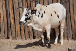 Wildlands Adventure Zoo Emmen