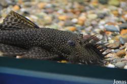Ancistrus dolichopterus