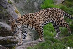 Chester Zoo