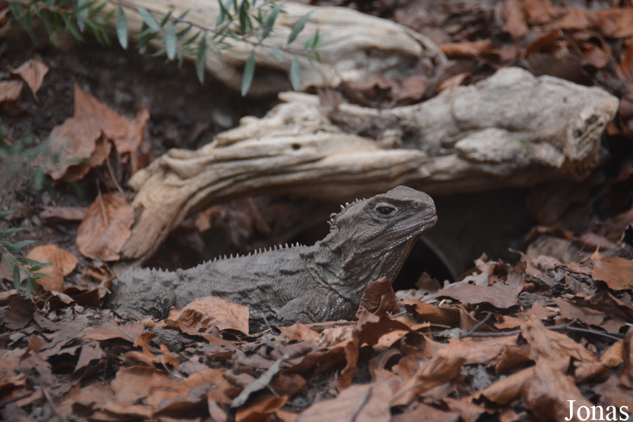 Chester Zoo