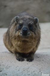 Chester Zoo