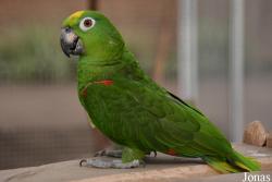 Amazona ochrocephala nattereri