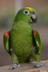 World of Birds Foundation (P)