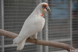 World of Birds Foundation (P)