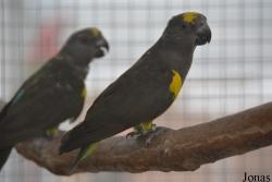 World of Birds Foundation (P)