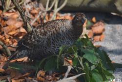 Tierpark Dählhölzli