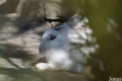 Tierpark Dählhölzli