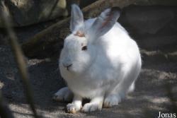 Lepus timidus varronis