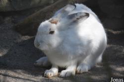 Tierpark Dählhölzli
