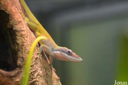 Anolis allisoni