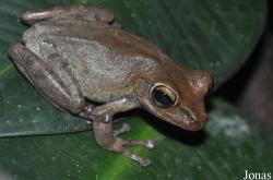 Polypedates leucomystax