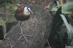 Pairi Daiza