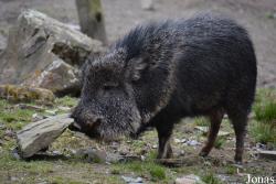 Dierenpark Planckendael