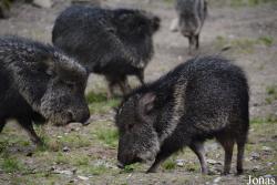 Dierenpark Planckendael
