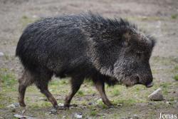 Dierenpark Planckendael