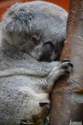 Zoo Antwerpen