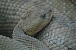 Crotalus basiliscus