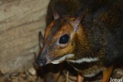 Zoo Antwerpen