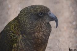 Zoo Antwerpen