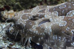 Zoo Antwerpen