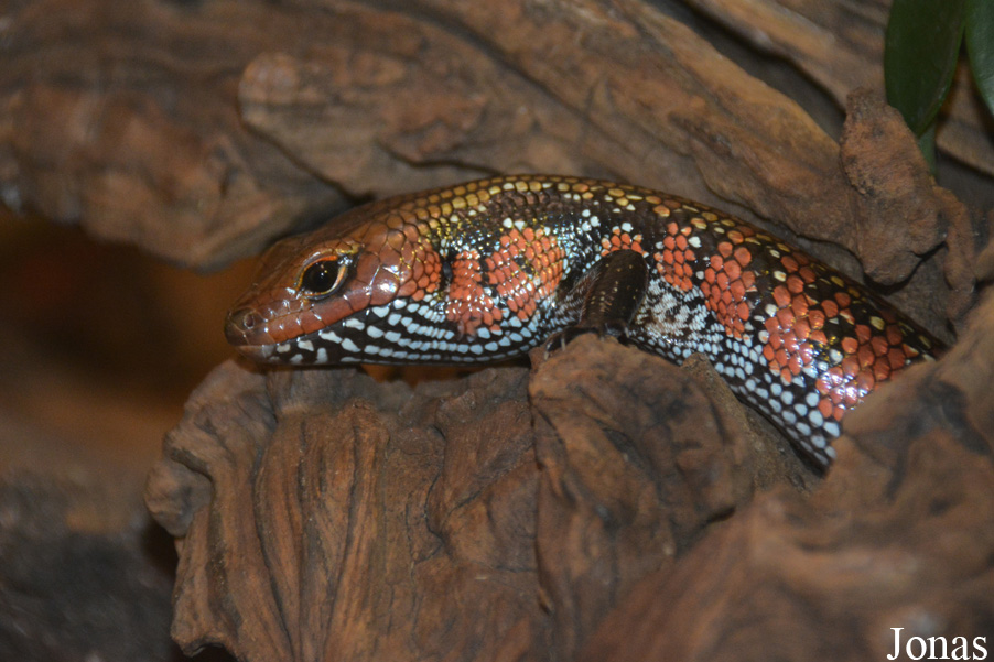 Zoo Antwerpen