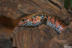 Zoo Antwerpen