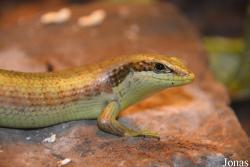Trachylepis affinis