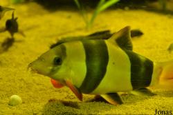 Chromobotia macracanthus