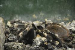 Nhandu chromatus