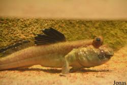 Aquarium Public de Bruxelles