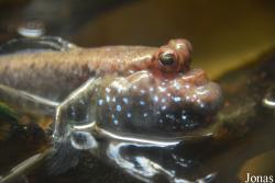 Aquarium Public de Bruxelles