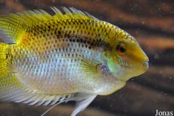 Mesonauta mirificus