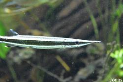 Aquarium Public de Bruxelles
