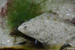 Pleuronectinae