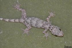 Gekko chinensis