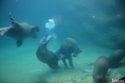 Hengqin Chimelong Ocean Kingdom