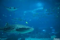 Hengqin Chimelong Ocean Kingdom