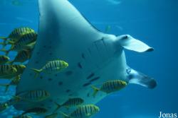 Hengqin Chimelong Ocean Kingdom