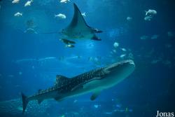 Hengqin Chimelong Ocean Kingdom