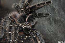 Lasiodora parahybana