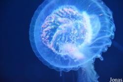 Dream Aquarium Shenzhen