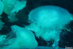Dream Aquarium Shenzhen