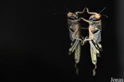 Locusta migratoria