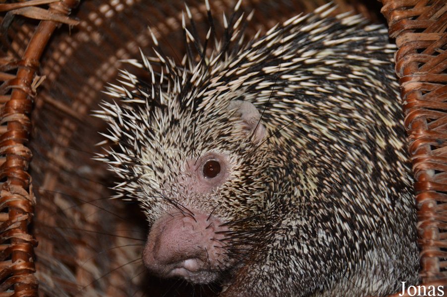 Tierpark Donnersberg