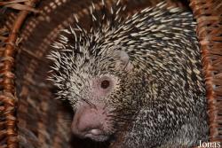 Tierpark Donnersberg