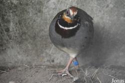 Vogelpark beim Gasthaus Zur Linde